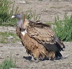 Griffon Vulture - Gyps fulvus © John Muddeman